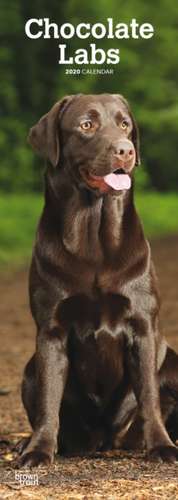 Chocolate Labrador Retrievers - Braune Labradore 2020