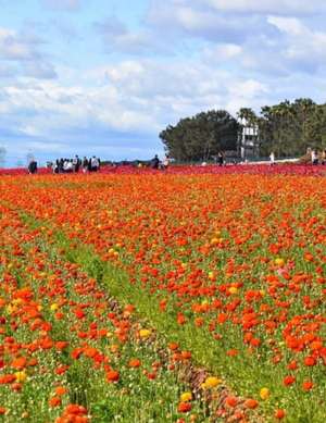 Road to Something New V.1 I.2 - The Flower Fields de Luis Silva