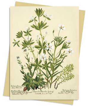 RBGE: Charlotte Cowan Pearson: Stitchworts, Woodruff and Pepperwort Greeting Card Pack: Pack of 6 de Flame Tree Studio