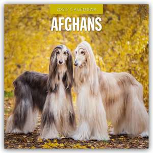 Afghans - Afghanischer Windhund 2025 - 16-Monatskalender de Robin Red