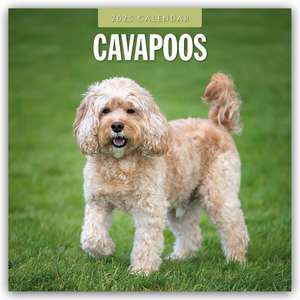 Cavapoos - Cavapoo 2025 - 16-Monatskalender de Robin Red