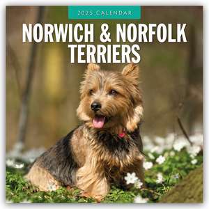 Norwich Terrier und Norfolk Terrier 2025 - 16-Monatskalender de Robin Red