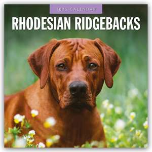 Rhodesian Ridgebacks - Rhodesian Ridgeback 2025 - 16-Monatskalender de Robin Red