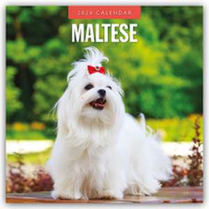 Mastiffs 2026 Square Wall Calendar de Red Robin