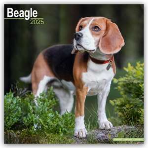 Beagle 2025 - 16-Monatskalender de Avonside Publishing Ltd