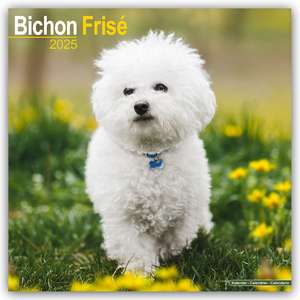 Bichon Frisé - Gelockter Bichon 2025- 16-Monatskalender de Avonside Publishing Ltd