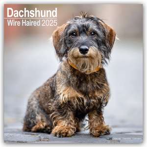 Wirehaired Dachshund - Rauhhaardackel 2025 - 16-Monatskalender de Avonside Publishing Ltd