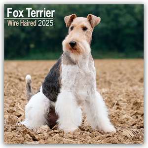 Fox Terrier Wirehaired - Drahthaar Foxterrier 2025 - 16-Monatskalender de Avonside Publishing Ltd