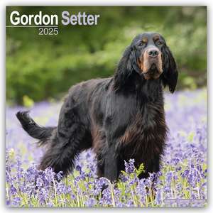 Gordon Setter 2025 - 16-Monatskalender de Avonside Publishing Ltd