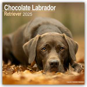 Chocolate Labrador Retriever - Brauner Labrador 2025 - 16-Monatskalender de Avonsisde Publishing Ltd