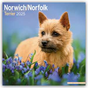 Norfolk Terrier 2025 - 16-Monatskalender - Original Avonside-Kalender [Mehrsprachig] [Kalender] de Avonside Publishing Ltd