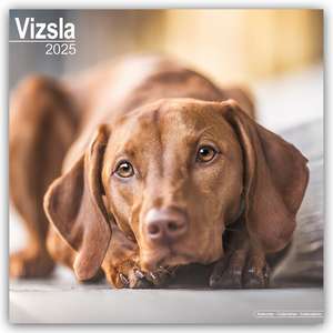 Vizsla - Ungarische Vorstehhunde 2025 - 16-Monatskalender de Avonside Publishing Ltd