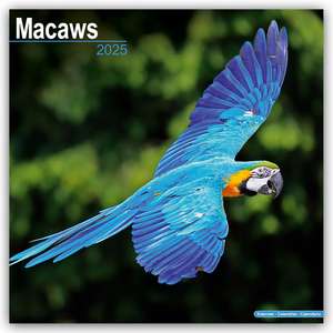 Macaws - Ara-Papageien - Aras 2025 - 16-Monatskalender de Avonside Publishing Ltd