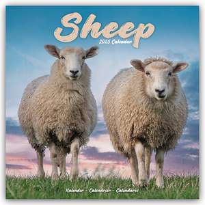 Sheep - Schafe 2025 - 16-Monatskalender de Avonside Publishing Ltd