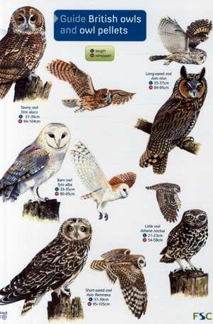 Guide to British Owls and Owl Pellets de Leanne Thomas