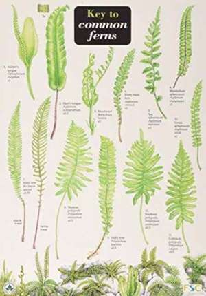 Key to Common Ferns de James Merryweather