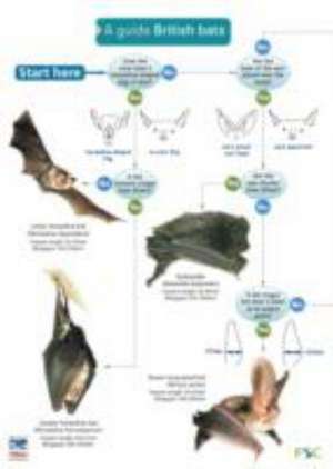 A Guide to British Bats de Kate Jones