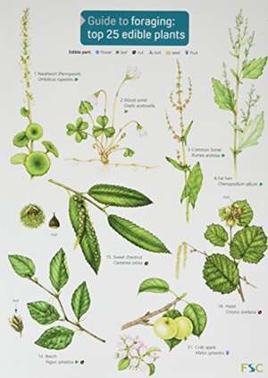 Guide to Foraging: Top 25 Edible Plants de Clare Cremona