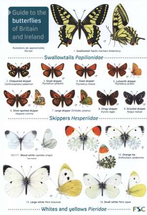 Guide to the butterflies of Britain and Ireland de John Bebbington