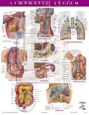 Lymphatic System Chart de Frank H. Netter