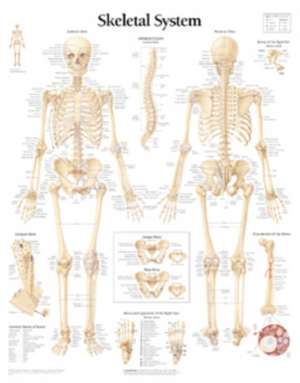 Skeletal System Paper Poster de Scientific Publishing