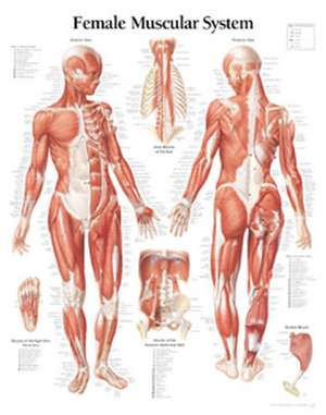 Muscular System Female Chart: Laminated Wall Chart de Scientific Publishing