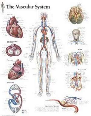 Vascular System Laminated Poster de Scientific Publishing