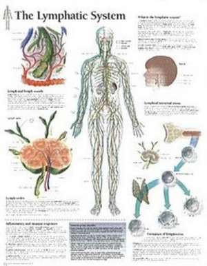 The Lymphatic System Chart: Wall Chart de various