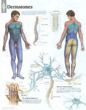 Understanding Dermatomes Chart: Laminated Wall Chart de various