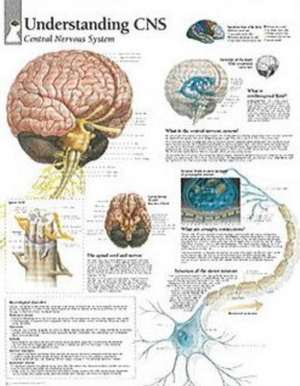 Understanding CNS Chart: Wall Chart de various