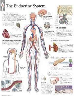 Endocrine System Laminated Poster de Scientific Publishing