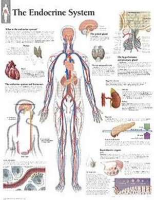 The Endocrine System Chart: Laminated Wall Chart de various