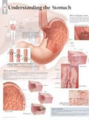 Understanding the Stomach Laminated Poster de Scientific Publishing