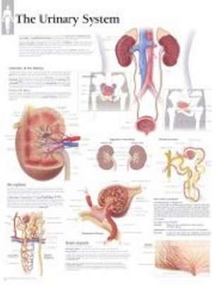 Urinary System Paper Poster de Scientific Publishing