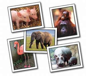 Favorite Animals Learning Cards de Key Education