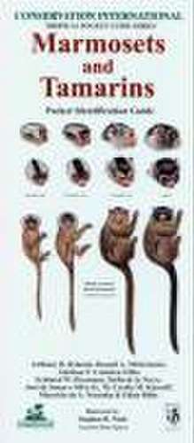 Marmosets and Tamarins