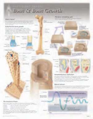 Bone & Bone Growth Laminated Poster de Scientific Publishing