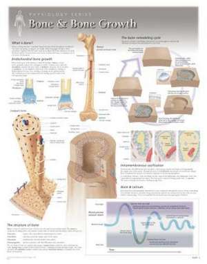 Bone & Bone Growth Wall Chart: 8100 de Scientific Publishing