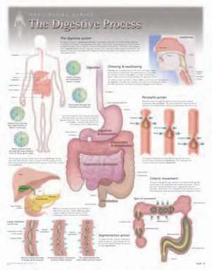 Digestive Process Laminated Poster de Scientific Publishing