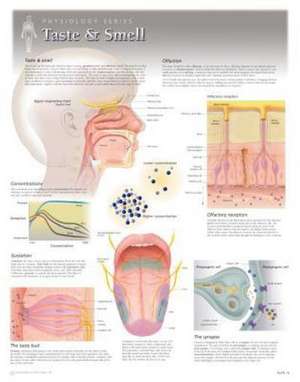 Taste & Smell Wall Chart: 8272 de Scientific Publishing