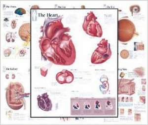 Body Organ Wall Chart Set of 7 de various