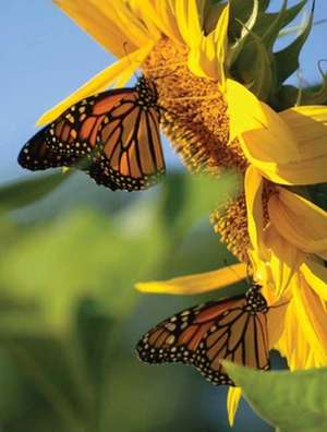 Butterfly Sunflower Blank Journal de Nodin Press