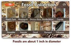 Fossil Collection de Penny Norman