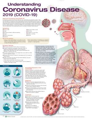 Understanding Coronavirus Disease 2019 (COVID-19) Anatomical Chart de Anatomical Chart Company