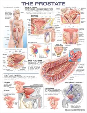 The Prostate Anatomical Chart de Anatomical Chart Company