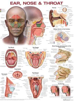 Ear, Nose, and Throat Anatomical Chart de Anatomical Chart Company