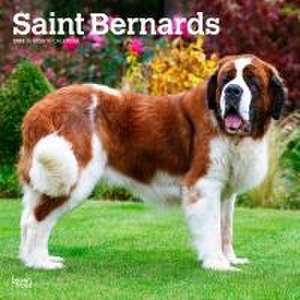 Saint Bernards 2025 12 X 24 Inch Monthly Square Wall Calendar Plastic-Free de Browntrout