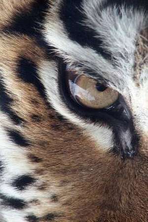 Tiger Eye Notebook de Wild Pages Press
