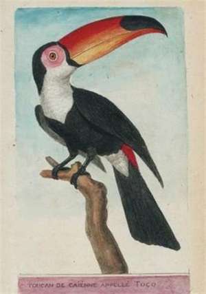 Carnet Blanc, Toucan, Dessin 18e Siècle de François-Nicolas Martinet