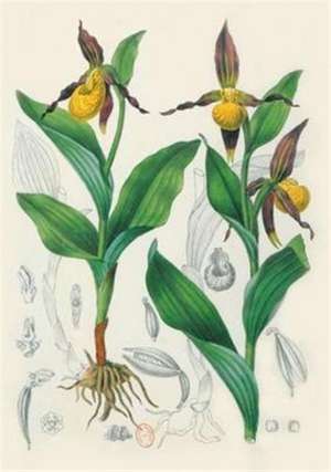 Carnet Blanc, Orchidée Jaune, Dessin 19e Siècle de Jean-Baptiste Barla